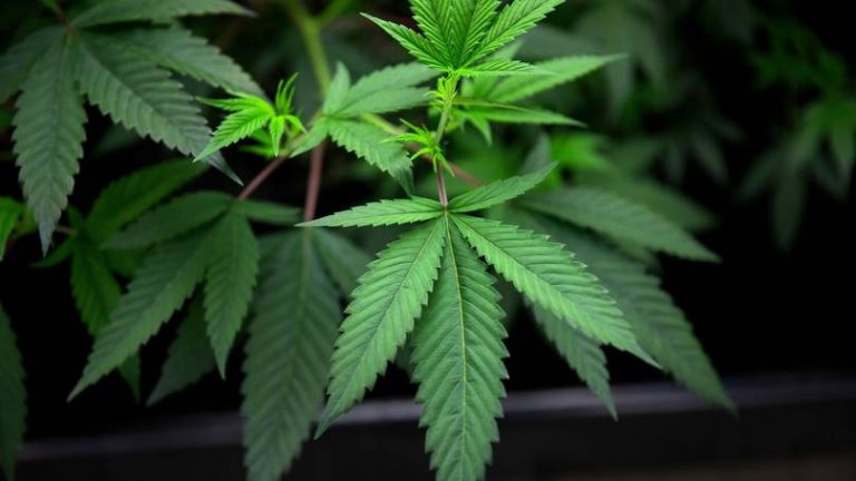 Le Maroc va légaliser le Cannabis !